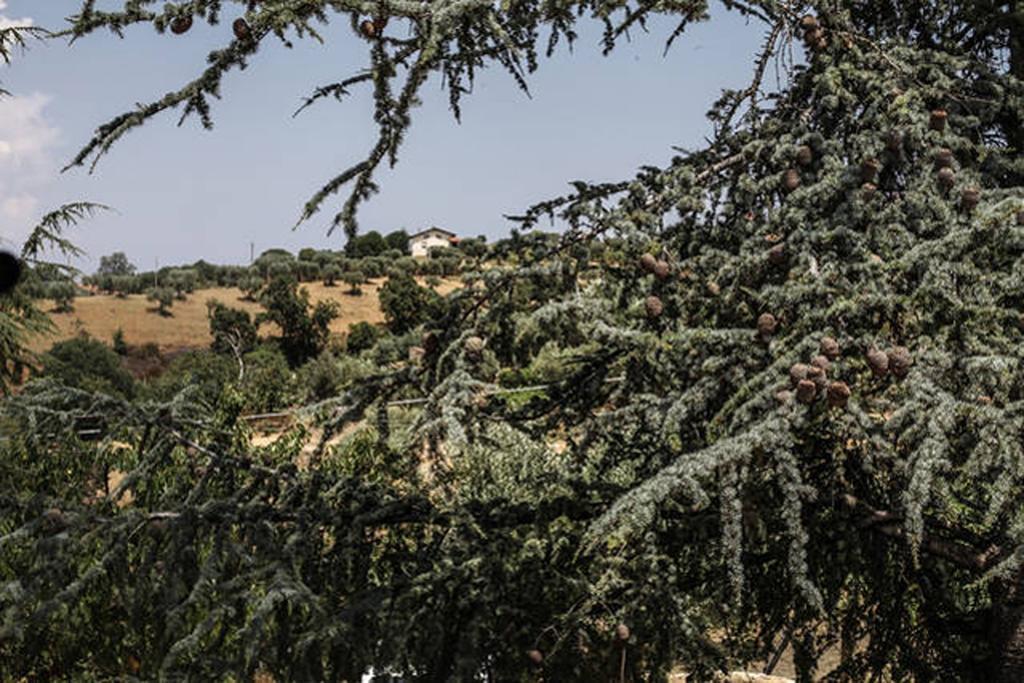 Agriturismo Miracco Atanasio Franco "Il Maniero" Santa Sofia d'Epiro Zewnętrze zdjęcie