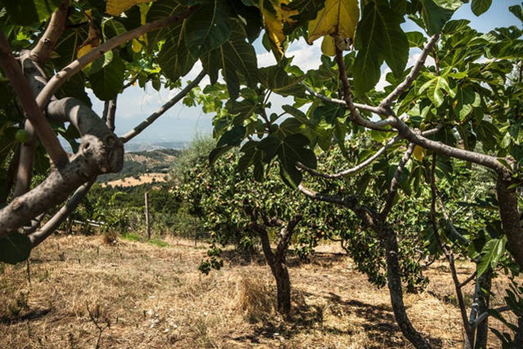 Agriturismo Miracco Atanasio Franco "Il Maniero" Santa Sofia d'Epiro Zewnętrze zdjęcie