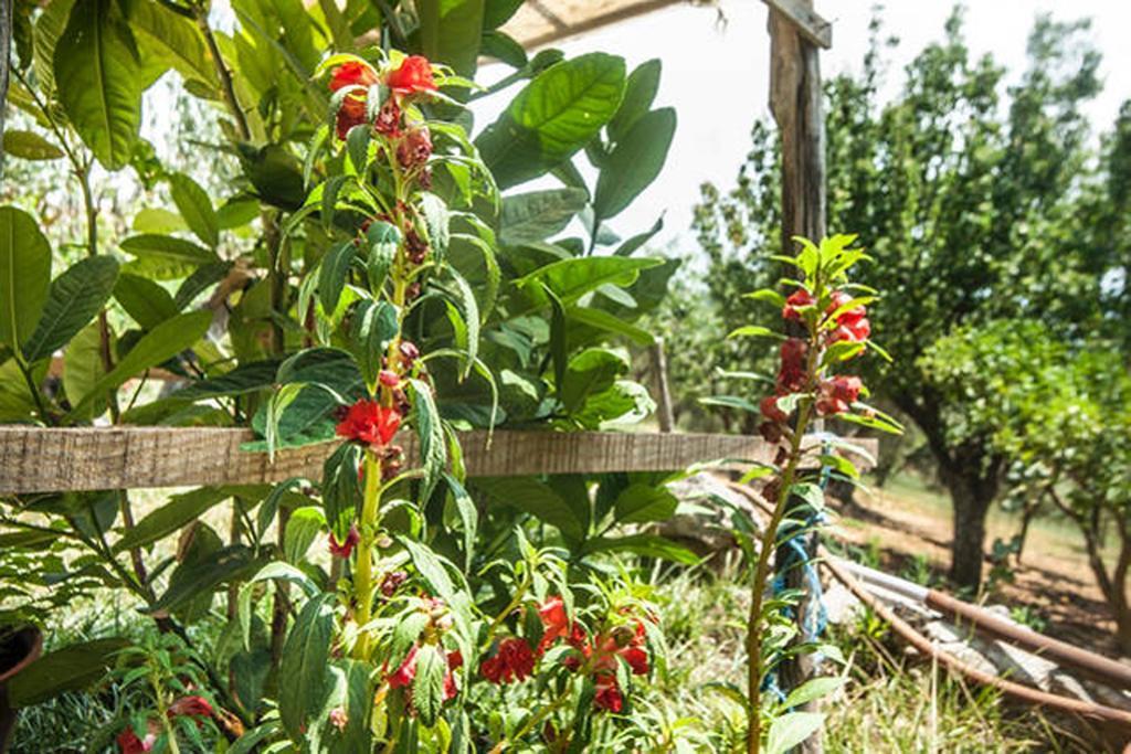 Agriturismo Miracco Atanasio Franco "Il Maniero" Santa Sofia d'Epiro Zewnętrze zdjęcie