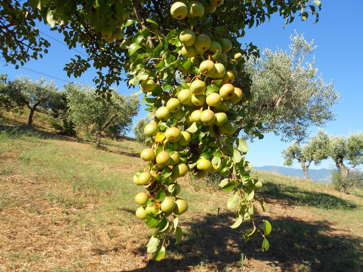 Agriturismo Miracco Atanasio Franco "Il Maniero" Santa Sofia d'Epiro Zewnętrze zdjęcie